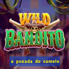 a puxada do camelo no jogo do bicho